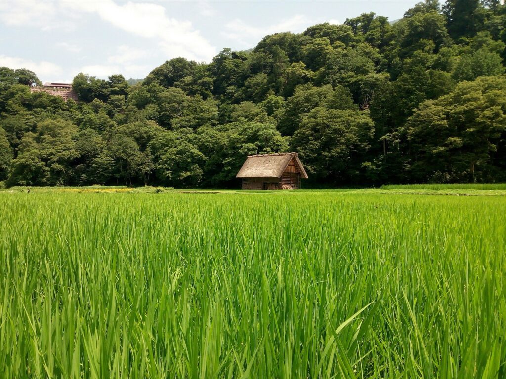 small cabin in a fied in Shirakawa Japan